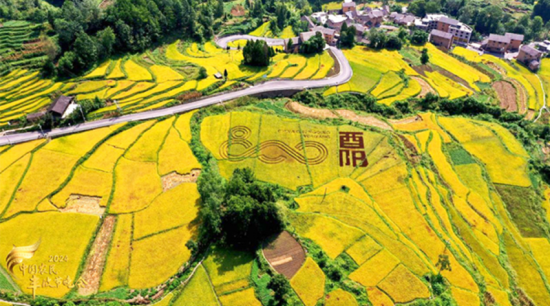 图为农田中的“酉阳800”标识。酉阳县农业农村委 供图 图为农田中的“酉阳800”标识。酉阳县农业农村委 供图