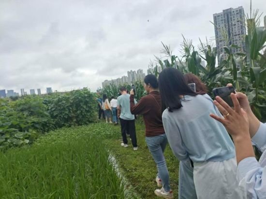 图活动现场。重庆市两江新区童心青禾小学供图 图活动现场。重庆市两江新区童心青禾小学供图