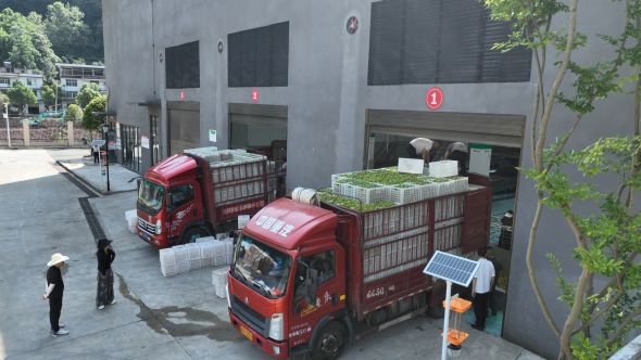 图为巫山脆李特色产业园内,两辆脆李运输车同时开展卸料作业。 鲁作炳 摄 图为巫山脆李特色产业园内,两辆脆李运输车同时开展卸料作业。 鲁作炳 摄