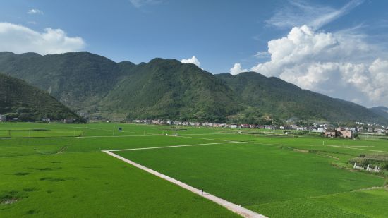 图为绿油油的稻田。 巫山县委宣传部供图 图为绿油油的稻田。 巫山县委宣传部供图