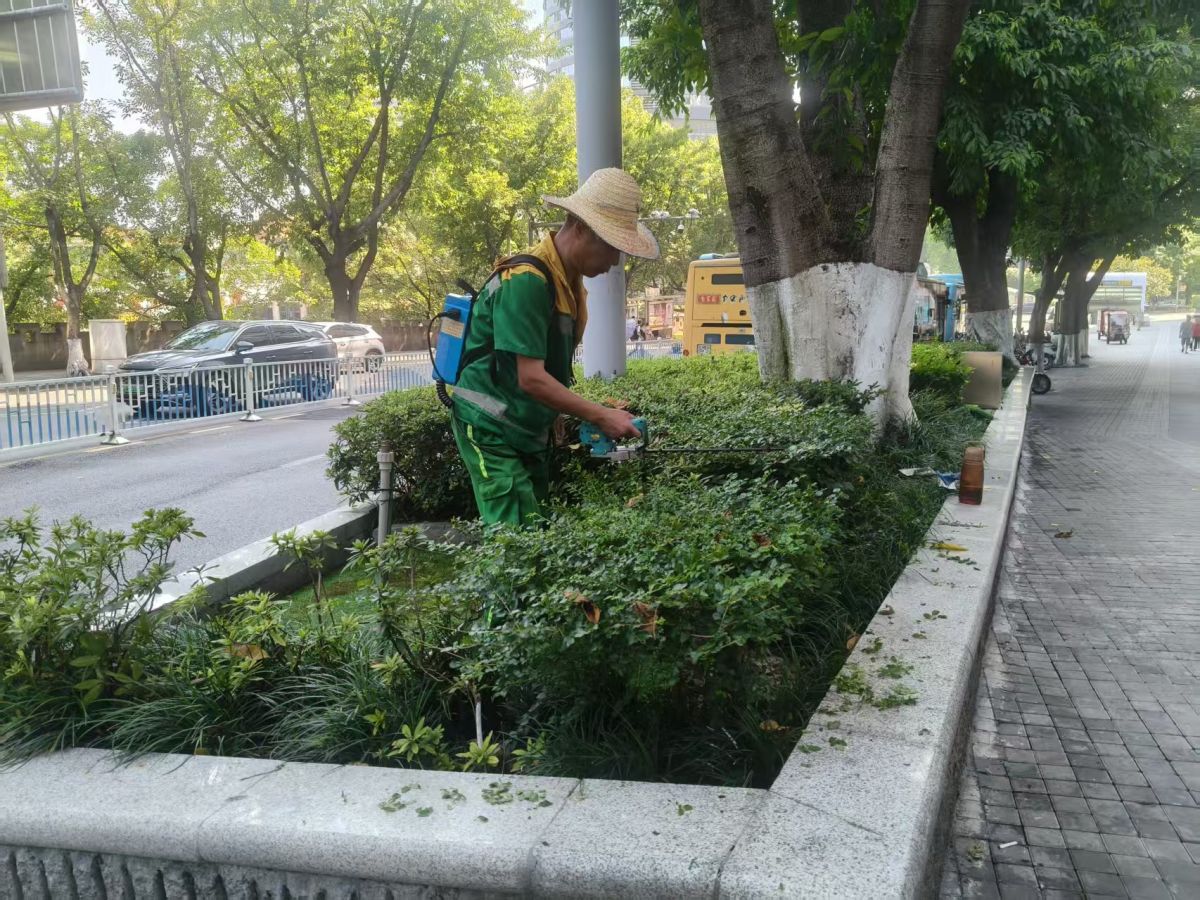 图为工作人员对绿化带植物进行修剪整形。渝中区解放碑城市综合管理所供图 图为工作人员对绿化带植物进行修剪整形。渝中区解放碑城市综合管理所供图