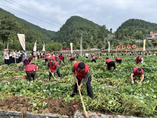 图为“薯”你最能挖比赛现场。汪永 摄 图为“薯”你最能挖比赛现场。汪永 摄