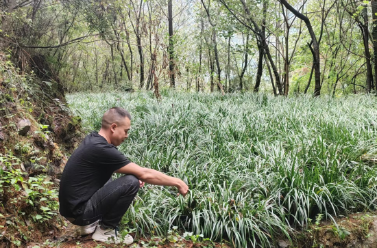 图为大河乡“秦巴药哨”曹俊的草药生态种植园。彭国威 摄 图为大河乡“秦巴药哨”曹俊的草药生态种植园。彭国威 摄