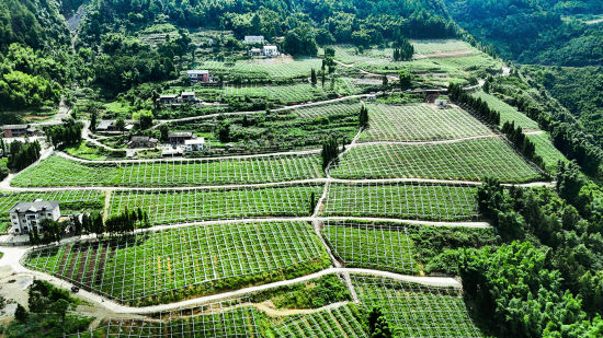 图为俯瞰示范园。张经鑫 摄 图为俯瞰示范园。张经鑫 摄