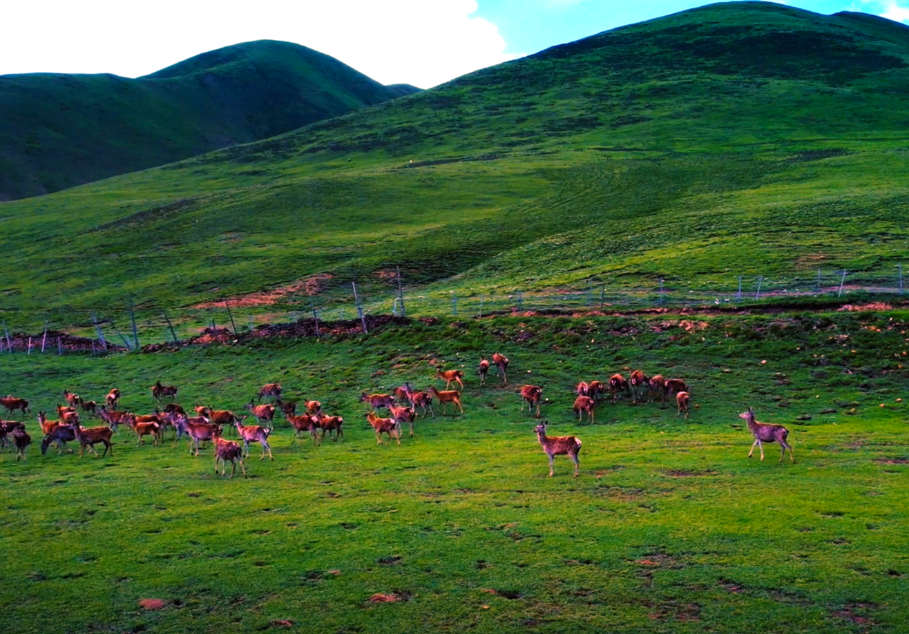 �ϴ�|ʱ����Ƭ�е�׳��ͼ�������������ص��ļ���