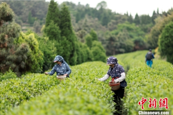 ������Ϫ��������ӥ��ȫ��ҵ�� ���ܲ�Ҷ��ҵ����������